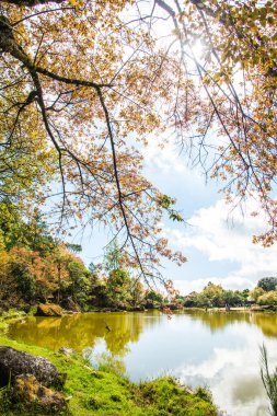 Tayland 'da gölü olan kiraz ağaçları..