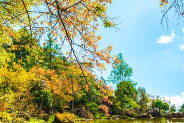 Tayland 'da gölü olan kiraz ağaçları..