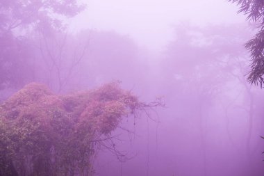 Tayland 'ın Phayao eyaletinde kış mevsiminde sisli bir orman.