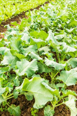 Sebze bahçesinde yeşil Çin lahanası, Tayland.