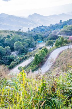 Chiangrai, Tayland 'da Doi Pha Tang yolu..