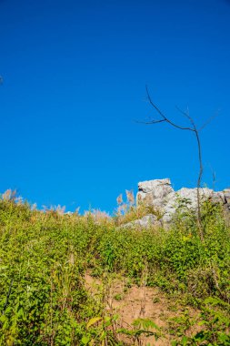 Tayland 'ın Chiangrai ilindeki Doi Pha Tang Dağı manzarası.