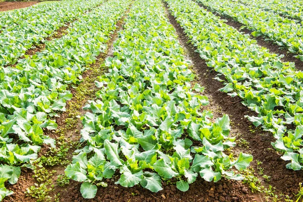 stock image Green Chinese kale in vegetable garden, Thailand.