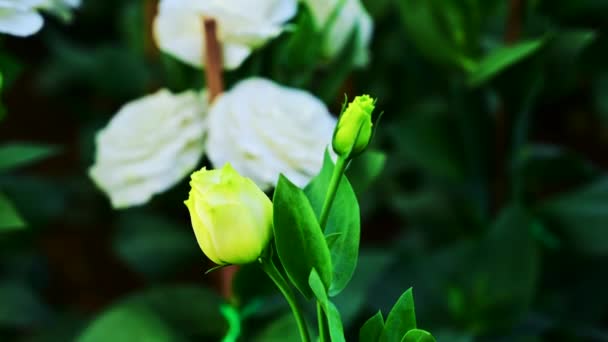 Witte Lisianthus Bloemen Tuin — Stockvideo