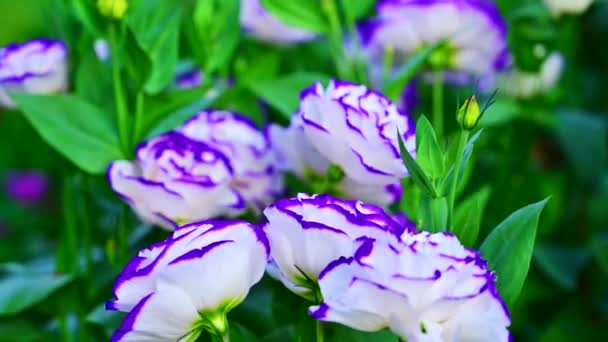Flores Lisianthus Blancas Violetas Macizo Flores — Vídeo de stock
