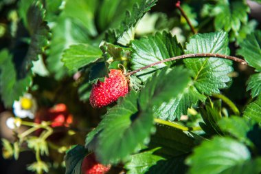 Bitkide taze çilek, Tayland.
