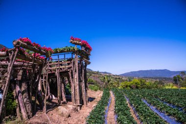 Tayland, Tayland 'da dağdaki bahçe.