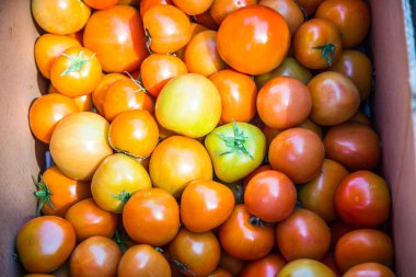 Bir grup portakallı domates, Tayland.