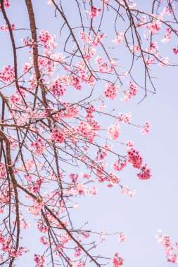 Mavi gökyüzü olan kiraz ağaçları, Tayland.