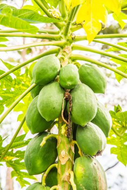 Ağaçta Papaya meyveleri, Tayland.