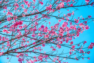 Mavi gökyüzü olan kiraz ağaçları, Tayland.