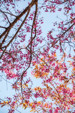Mavi gökyüzü olan kiraz ağaçları, Tayland.