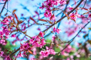 Doğal arka planı olan kiraz ağaçları, Tayland.