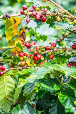 Ağaçta kahve çekirdeği, Tayland.