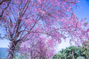Kiraz ağacı, Tayland..