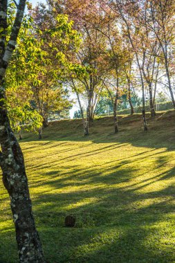 Chiangmai, Tayland 'da kiraz çiçeği parkı..