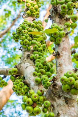 Tayland, ormandaki ağaçta yeşil meyveler.