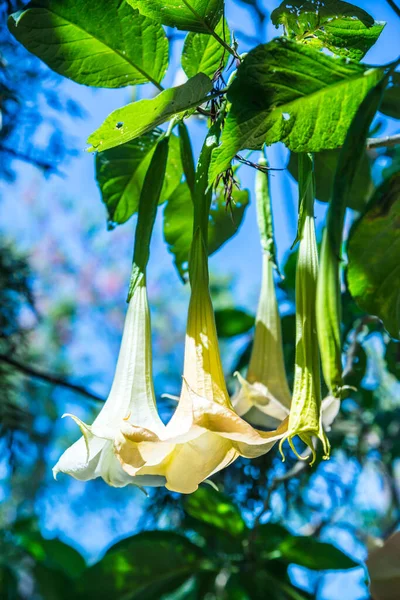 Datura çiçekleri ağaçta, Tayland.