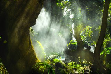 Bahçe karanlık, serin ve ağaçların arasında parlayan bir ışık var, Chiang Mai vilayeti..