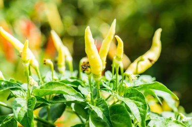 Bitkide taze biber, Tayland