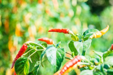 Bitkide taze biber, Tayland