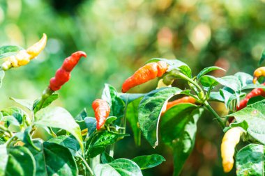 Bitkide taze biber, Tayland