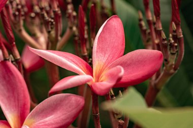 Pembe tesisat çiçekleri, doğal arka plan, Tayland.