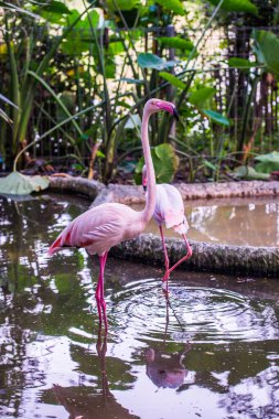 Tayland 'da daha büyük flamingo.