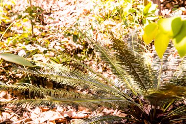 Cycas siamensis Miq, Tayland 'a yakın..