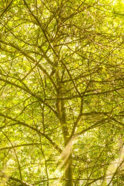 Camdan ağaca bak, Tayland 'a..