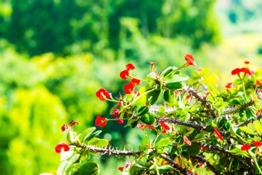 Doğal manzaralı Poi Sian çiçekleri, Tayland.