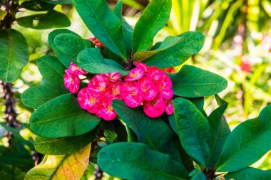 Poi Sian çiçeklerini kapat, Tayland.
