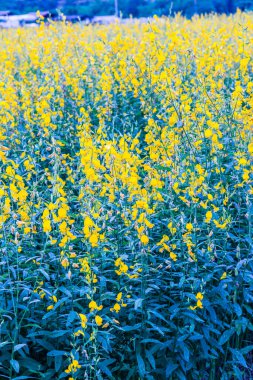 Tayland, Sunn Hemp çiçeğinin yakın çekimi.