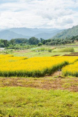 Tayland 'da Sunn Hemp Field.
