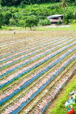 Tayland 'ın Chiangmai şehrinde çilek çiftliği..