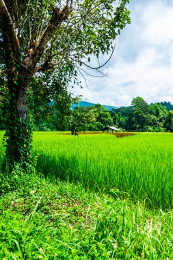 Rice field in Phayao province, Thailand.