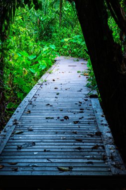 Phu Sang, Tayland 'da doğa yolu..