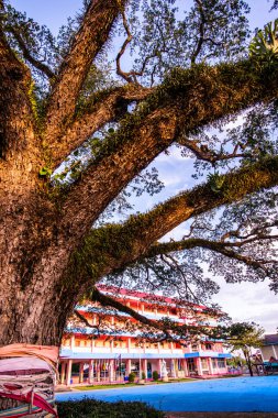 Tayland 'ın Chiang Kham bölgesinde güzel bir yağmur ağacı..