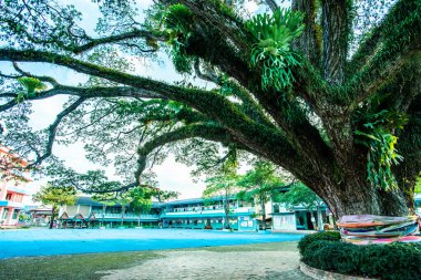 Tayland 'ın Chiang Kham bölgesinde güzel bir yağmur ağacı..