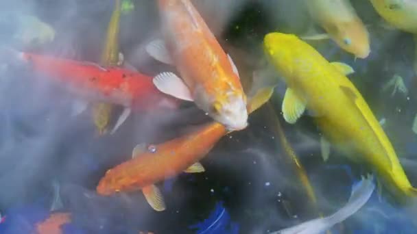 Skupina Koi Ryb Jezírku Chladné Páry Vodní Hladině — Stock video