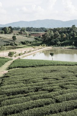 Tayland 'da gölü olan çay çiftliği.
