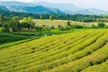 Tayland, Tayland 'da Çay Çiftliği.