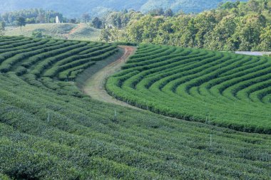 Tayland, Tayland 'da Çay Çiftliği.