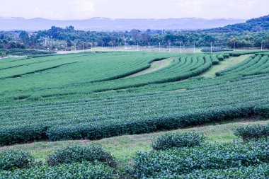 Tayland, Tayland 'da çay çiftliği.