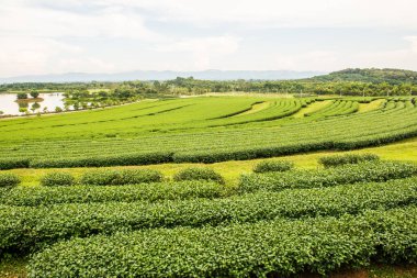Tayland 'da gölü olan çay çiftliği.