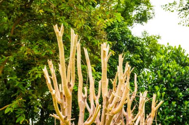 Park, Tayland 'da ağaç budama.