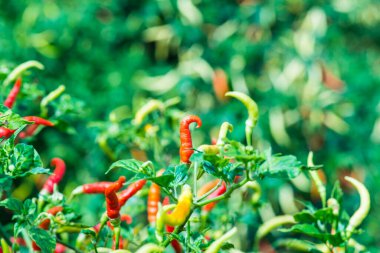 Bitkide taze biber, Tayland