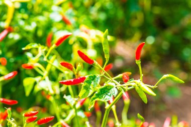 Bitkide taze biber, Tayland