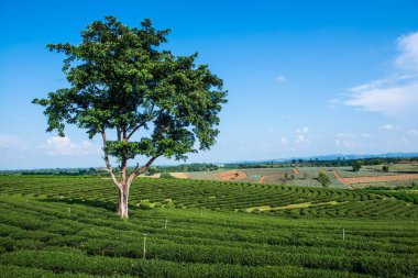 Tayland, Tayland 'da Ağaclı Çay Çiftliği.