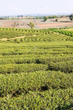 Tayland, Tayland 'da Çay Çiftliği.